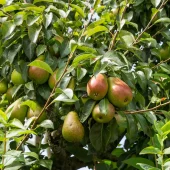Familietre pære, 3 sorter