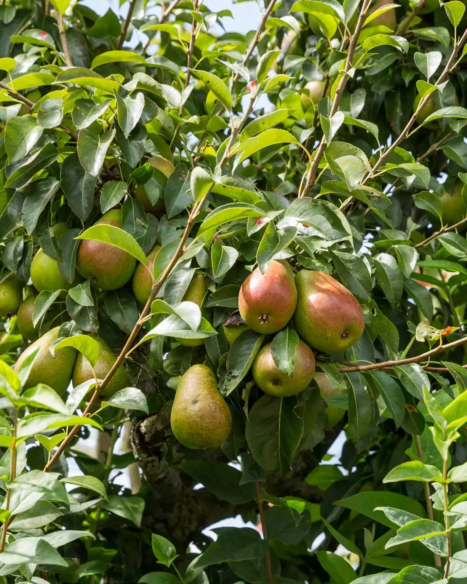 Familietre pære, 3 sorter