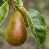 Ingeborg, pære
