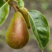 Ingeborg, pære