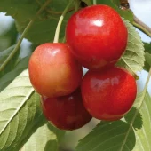 Merton Glory, morell