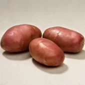 Settepotet Asterix 2,5 kg - lagringspotet