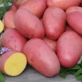 Settepotet Evolution 2,5 kg - tidlig potet