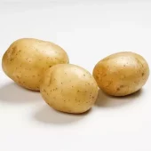 Settepotet Solist 2,5 kg - tidligpotet