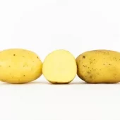 Settepotet Colomba 2,5 kg - tidlig potet