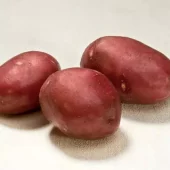 Settepotet Pimpernell 2,5 kg - lagringspotet