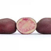 Settepotet mixpakke á 10 stk (Nansen, Hassel, Mandel & Carolus/Knallfiffi)