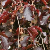 Fagus sylvatica purpurea 50-80 cm