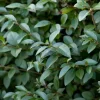 Ligustrum ovalifolium 80-100 cm vinterliguster