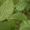 Carpinus betulus 40-50cm