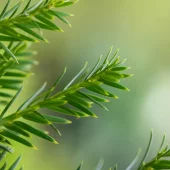 Taxus baccata 40-60 cm