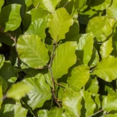 Fagus sylvatica 100-120 cm