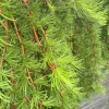 Larix kaempferi 25-50 cm