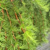 Larix kaempferi 25-50 cm