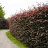 gallery-35-for-116984