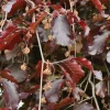 Fagus sylvatica purpurea 50-80 cm