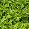 Ligustrum vulgare 'Liga' 50-80 cm