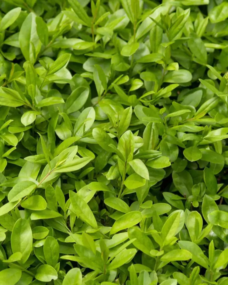 Ligustrum vulgare 'Liga' 50-80 cm
