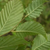 Carpinus betulus 40-60 cm