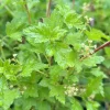Ribes alpinum 50-80 cm