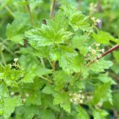 Ribes alpinum 50-80 cm