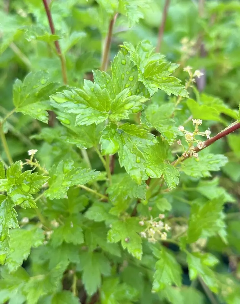 Ribes alpinum 50-80 cm