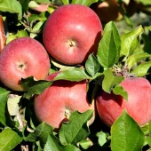 Malus domestica 'Sonja' E
