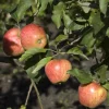 Malus domestica 'James Grieve'