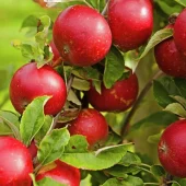 Malus dom. 'Ingrid Marie' MM111 C10