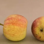 Malus domestica 'Fosseple'(MM111)
