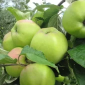 Malus dom. 'Signe Tillisch', eple