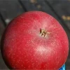 Malus domestica 'Rød Torstein'(MM111)
