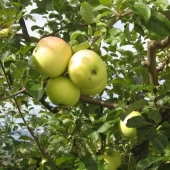 Malus domestica 'Leinestrand'(MM111)