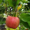 Malus domestica 'Ritt Bjerregard'