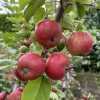 Malus domestica 'Kronprins'