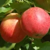 Malus domestica 'Julyred'