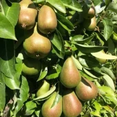 Pyrus com 'Blodpære', pære