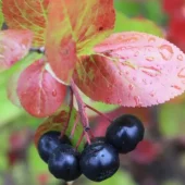 Aronia fk Moskva E hekk