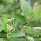 gallery-106-for-105483