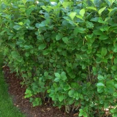 gallery-107-for-105483