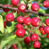 gallery-108-for-105845