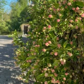 Malus toringo var. sargentii Ås E C0,75