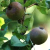 Pyrus com. 'Rød Høstbergamot'