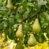 Pyrus com. m/2 innp.sorter