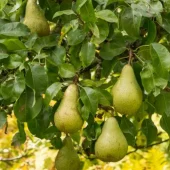 Pyrus com. m/2 innp.sorter