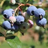 Vaccinium cor. 'Hortblue Petite' C3