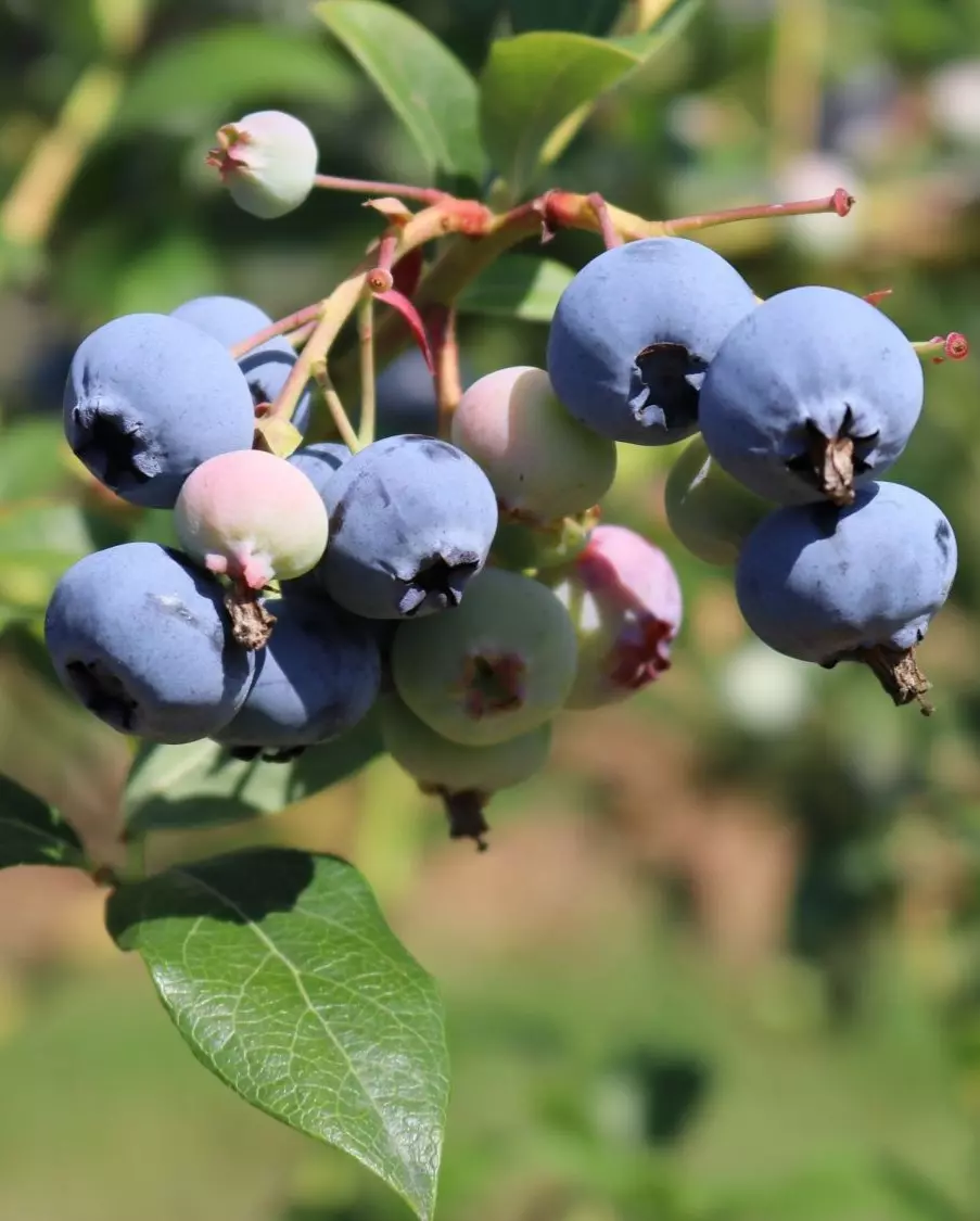 Vaccinium cor. 'Hortblue Petite' C3