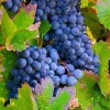 Vitis 'Zilga' C2 (H)
