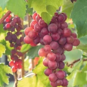 Vitis 'Vanessa' C2