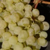 Vitis 'Sukribe' C2 (H)